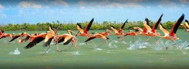 atracciones Grupo Xcaret