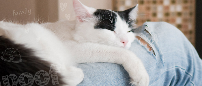 Everything for your cat