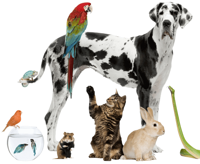 Pet love, o melhor para seu bichinho Pet love, o melhor para seu bichinho