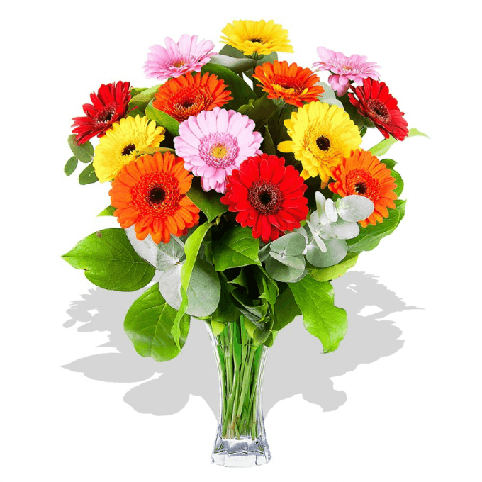 Germínky na Kvetinyexpres.cz