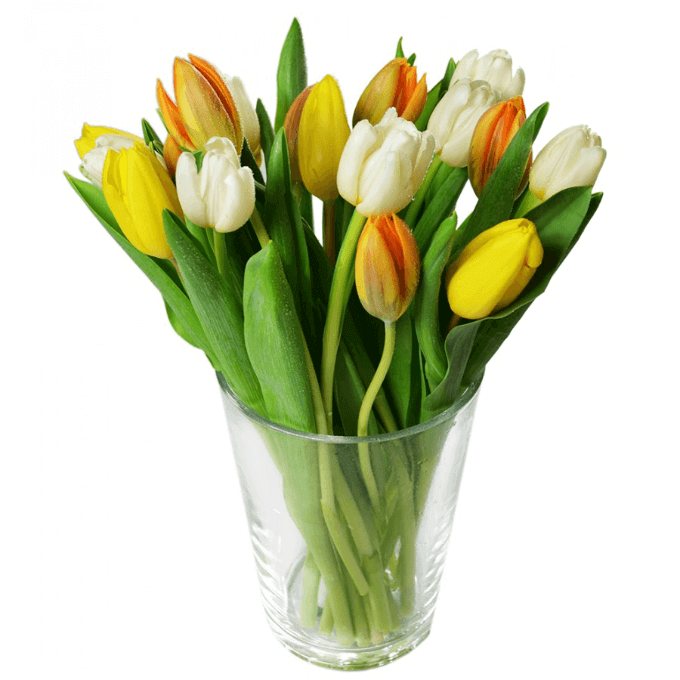 Tulipány na Kvetinyexpres.cz