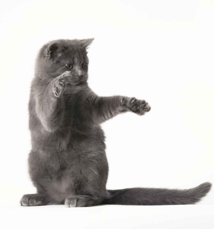 slevový kupón hračky pro kočky slevový kupón hračky pro kočky