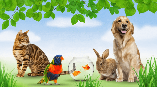 Futter für Katzen, Hunde und Kaninchen bei zooplus