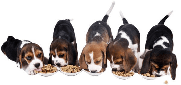 Pienso Miscota para perros Compra pienso para tu perro y ahorra con codigos descuento Miscota