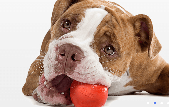 Naszezoo- wszystko dla zwierząt