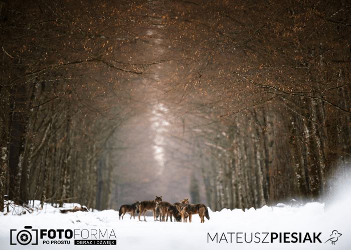 Loteria Mateusz Piesiak & Fotoforma.pl
