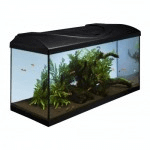 Acvariu acvariu cu peștii