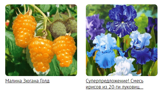 Ассортимент интернет-магазина семян Беккер Ассортимент магазина Беккер