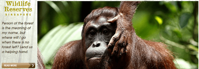Wild animals Wildlife at Singapore Zoo