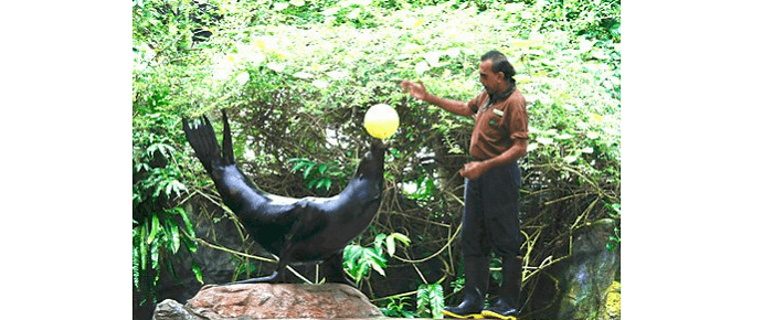 Special attractions Shows at Zoo