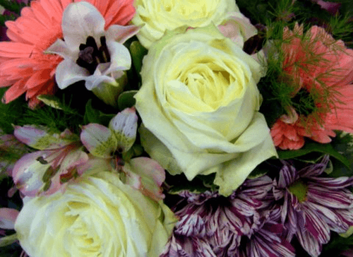 Kazdy kvet ma svoj pribeh