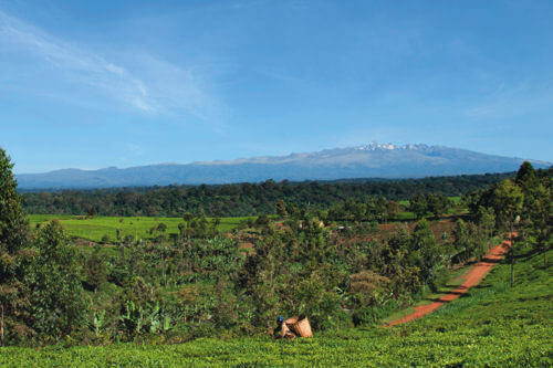 Kávová plantáž Tchibo