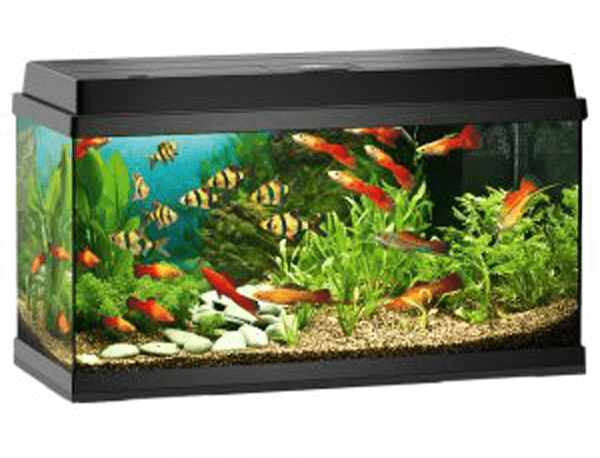 Hľadáte nové akvárium? Kliknite na zoohit.sk a isto si vyberiete