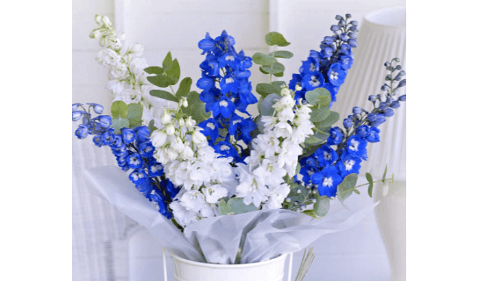 Interflora Delphinum