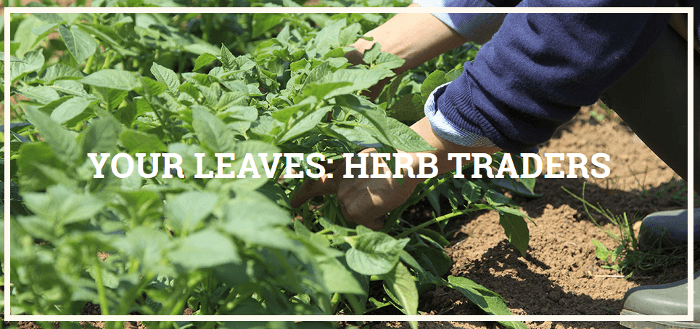 ZA UCOOK fresh herbs ZA UCOOK fresh herbs